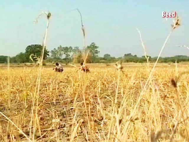 Video : Nearly 70 Farmers Are Killing Themselves Every Month in Maharashtra's Marathwada