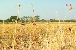 Nearly 70 Farmers Are Killing Themselves Every Month in Maharashtra's Marathwada Nearly 70 Farmers Are Killing Themselves Every Month in Maharashtra's Marathwada