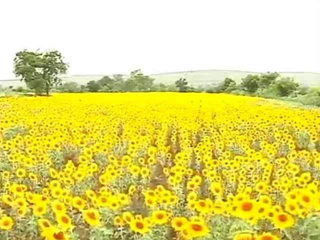 Video : In Drought Hit Marathwada, Sunflower Fields Still Bloom