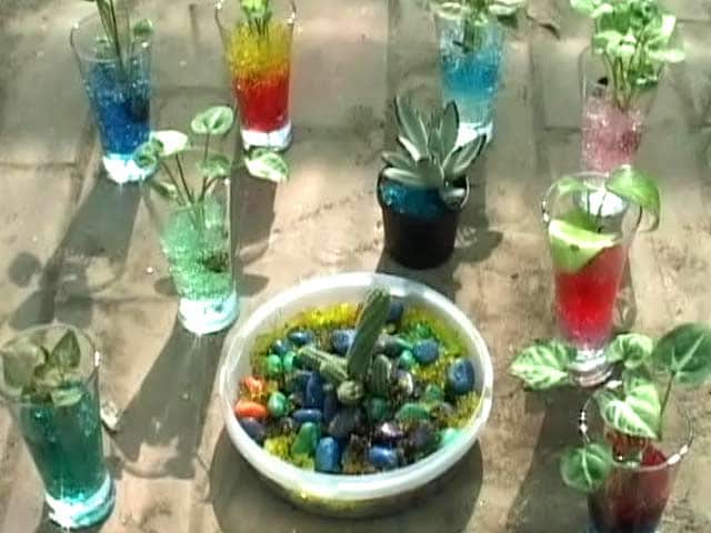 Video : Plant Gel is a Health Conscious, Eco-Friendly Way to Grow Plants