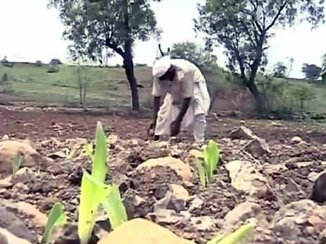 Video : 50% Farmers Committing Suicide in Drought-Hit Marathwada Are Under 40