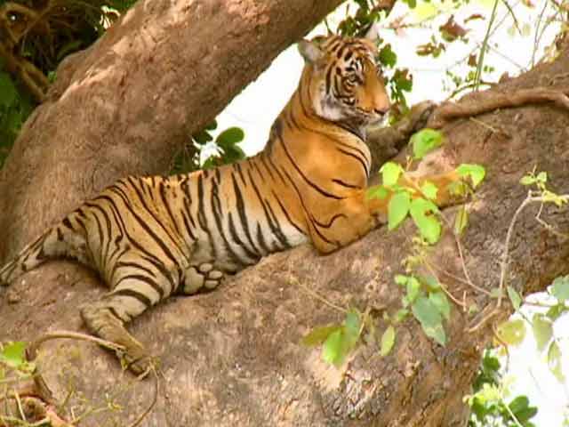 Videos : इंसानों और बाघों के बीच संघर्ष खत्म करने की चुनौती