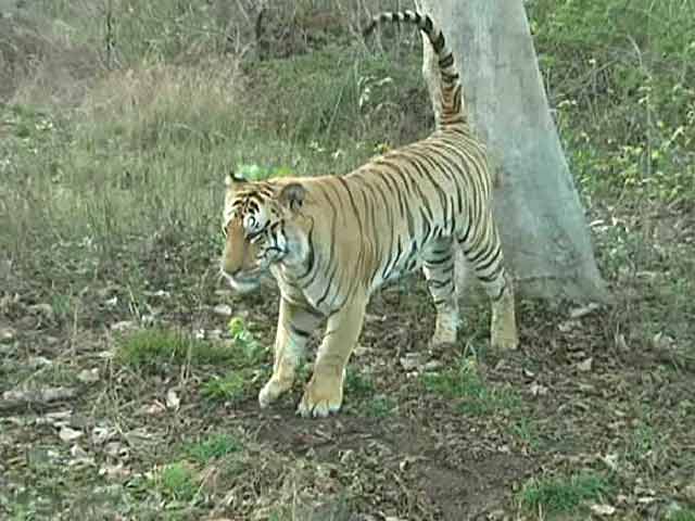 Should Umred Kharandla be Declared Tiger Reserve?