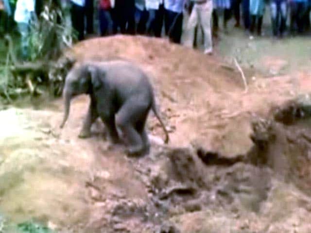 Separated from Mother, Baby Elephant Falls in a Dry Well