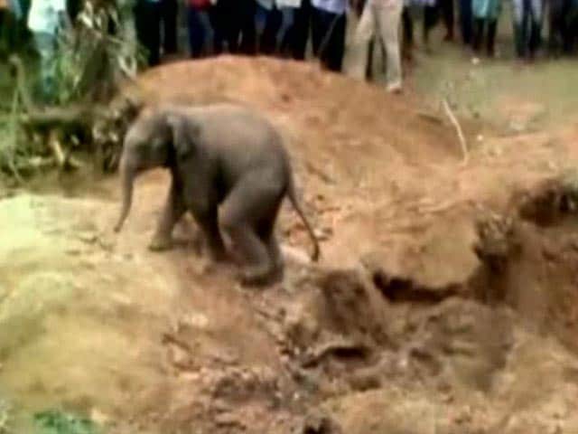 Videos : देखें पहले परेशान और बाद में शैतान बने नन्हे हाथी की कहानी