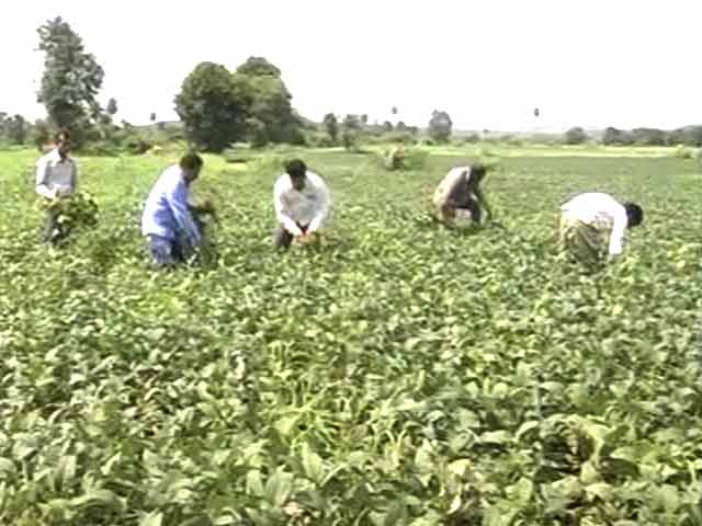 Video : Even Without A Drought, How Farmers in Madhya Pradesh Are Losing Their Crop