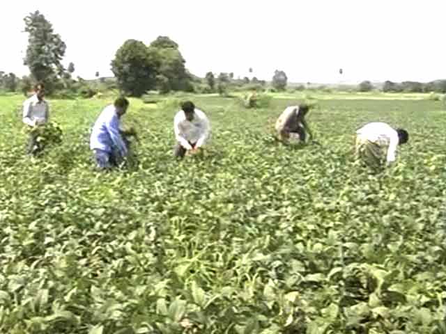 Even Without A Drought, How Farmers in Madhya Pradesh Are Losing Their Crop