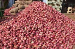 अब भी बेकाबू प्याज के दाम, कई जगह रीटेल भाव 60 रुपये प्रति किलो अब भी बेकाबू प्याज के दाम, कई जगह रीटेल भाव 60 रुपये प्रति किलो