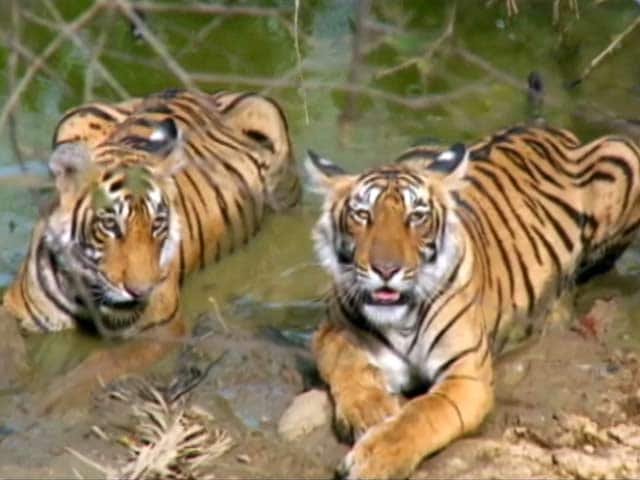 Video : How India Does its Tiger Census