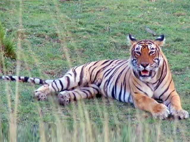 भारत में बाघों की संख्या के आकलन की प्रक्रिया