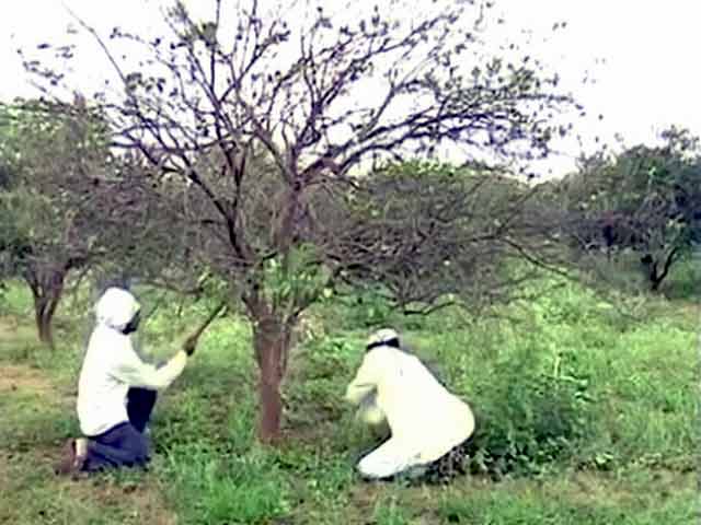 महाराष्ट्र में सूखे की वजह से मिट्टी हुआ मराठवाड़ा का ‘सोना’