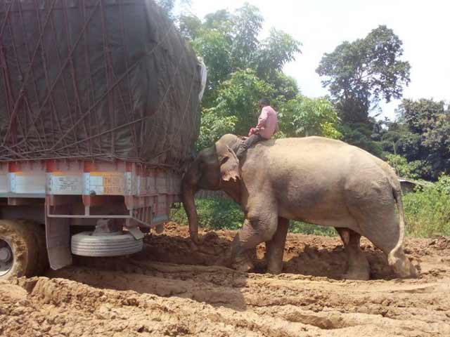 Video : This State Has Been Cut Off for 10 Days. An Elephant Is Called In