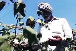 In Punjab, How Failing Pesticides, Seeds Are Claiming Farmers' Lives In Punjab, How Failing Pesticides, Seeds Are Claiming Farmers' Lives