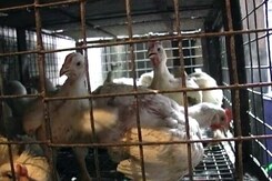 नेशनल रिपोर्टर : कोर्ट ने महाराष्ट्र में मीट बैन की अवधि की आधी नेशनल रिपोर्टर : कोर्ट ने महाराष्ट्र में मीट बैन की अवधि की आधी