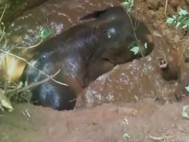 Videos : केरल : 15 फुट गहरे कुएं में गिरे हाथी के बच्चे को यूं बचाया गया