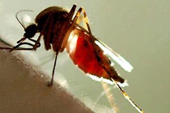 रिपोर्ट :  जानें डेंगू किस तरह से हमारे शरीर पर हमला करता है रिपोर्ट :  जानें डेंगू किस तरह से हमारे शरीर पर हमला करता है