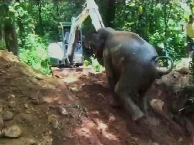 Video : A Village Came Out To Save This Baby. It's An Elephant