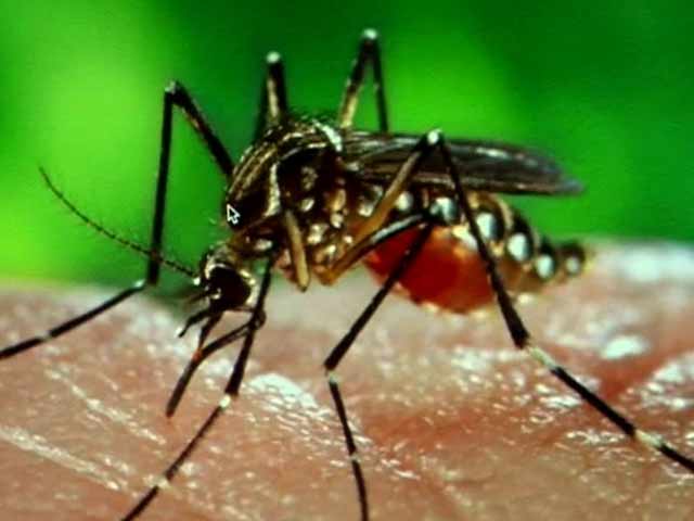 Videos : डेंगू के लिए आ रही है मेड इन इंडिया वैक्सीन, भारतीय लैब में हो रही है तैयार