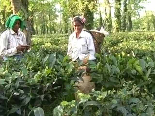 Assam's Tea Workers Pick The Right Time For a Big Wish