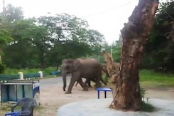 Help, a Herd of Elephants Heading Straight for Us Help, a Herd of Elephants Heading Straight for Us