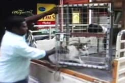 Local Group Announces Reward for Killing Stray Dogs in Kerala Local Group Announces Reward for Killing Stray Dogs in Kerala