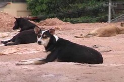 4 Arrested For Killing of Stray Dogs in Kerala 4 Arrested For Killing of Stray Dogs in Kerala