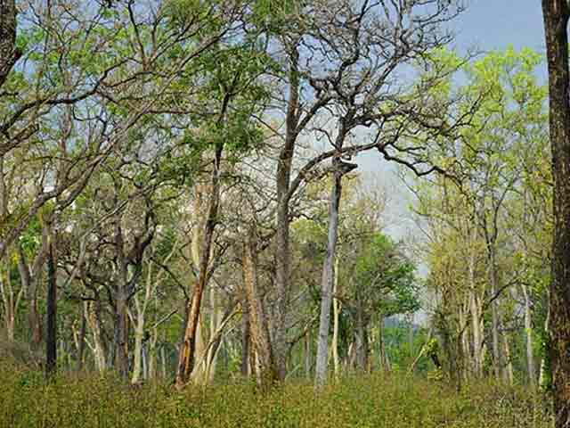 Under New Highways Policy, Satellites to Track Green Stretches