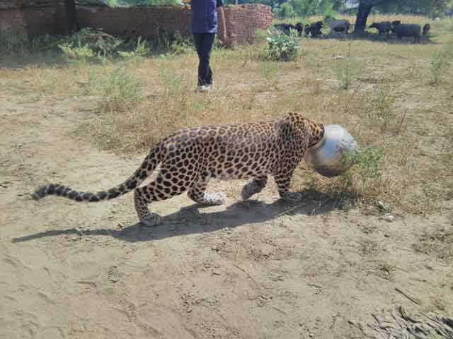 Video : Caught on Camera: Leopard's Head Stuck in Pot in Rajasthan