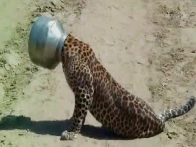 Videos : प्यास बुझाने के चक्कर में कुछ ऐसे आफत में फंसी तेंदुए की जान