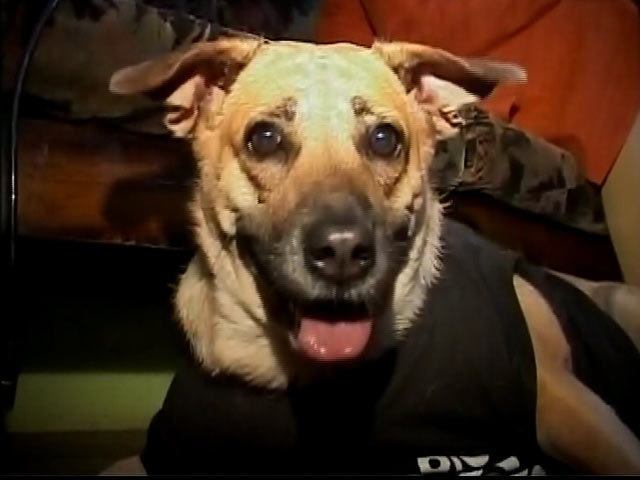 Meet Bambi, 'The Cutest Indian Dog of the Year'