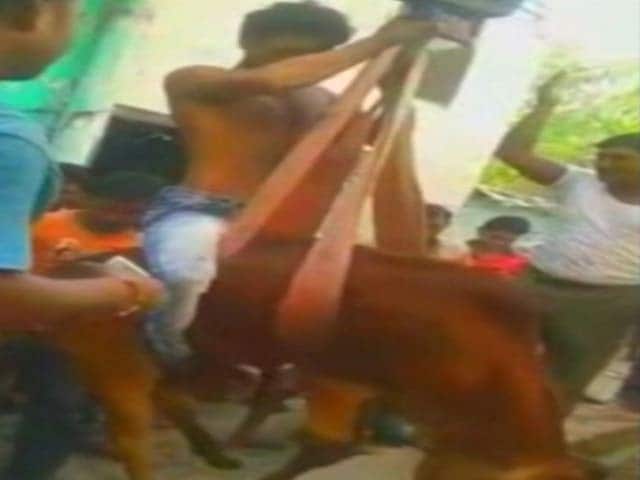 Videos : लखनऊ : एक मुस्लिम युवक ने कुएं में गिरी गाय की जान बचाई