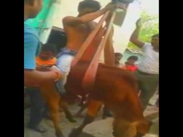 Video : Muslim Man's Cow Rescue Draws Praise Amid Anger Over Mob Killing