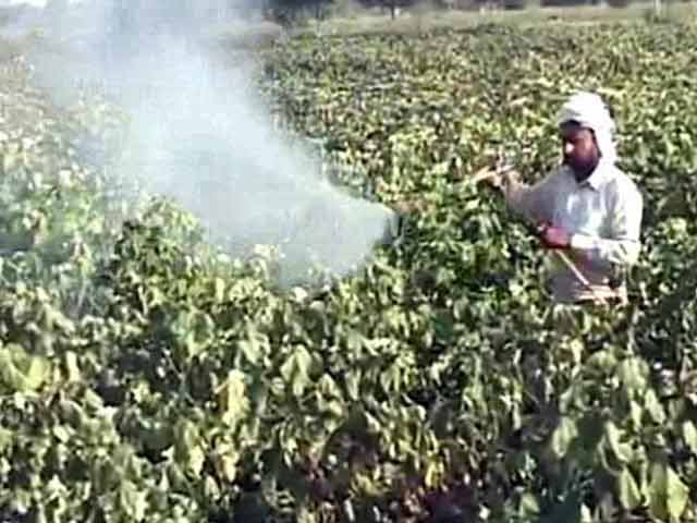 12 Farmer Suicides in 45 days in Punjab's Cotton Belt