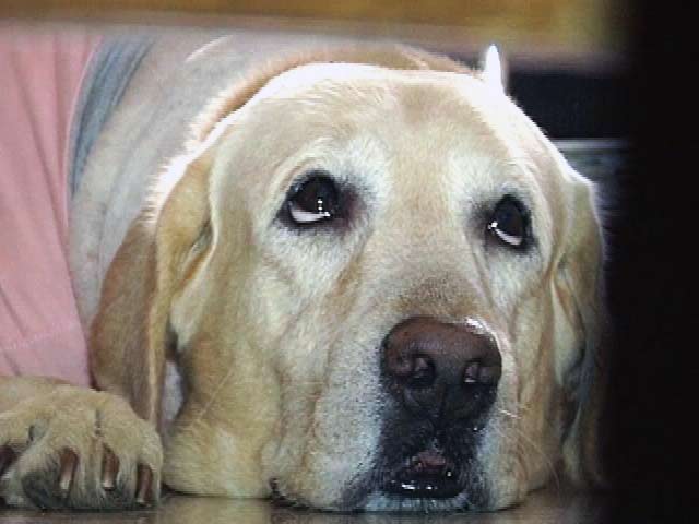 Videos : कुत्ते को लिफ्ट में ले जाने पर 5 लाख रुपये का जुर्माना