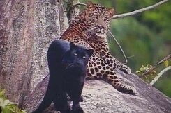 On The Forefront of Wildlife Conservation, Are Pictures On The Forefront of Wildlife Conservation, Are Pictures