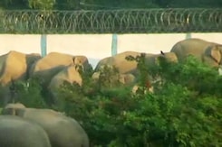 How Development is Killing Assam's Endangered Elephants How Development is Killing Assam's Endangered Elephants