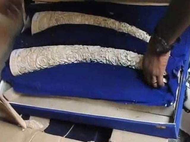 480 kg Ivory Seized From Delhi, at Least 18 Elephants Were Killed For it