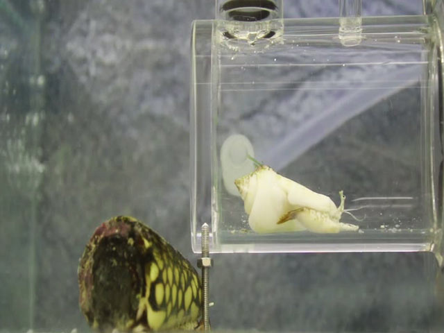 Video : A Snail That Has a 'Jump' on Climate Change