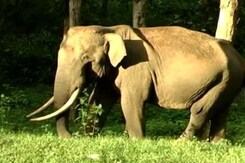 Meet Maniyan, the Friendly Tusker of Wayanad Meet Maniyan, the Friendly Tusker of Wayanad