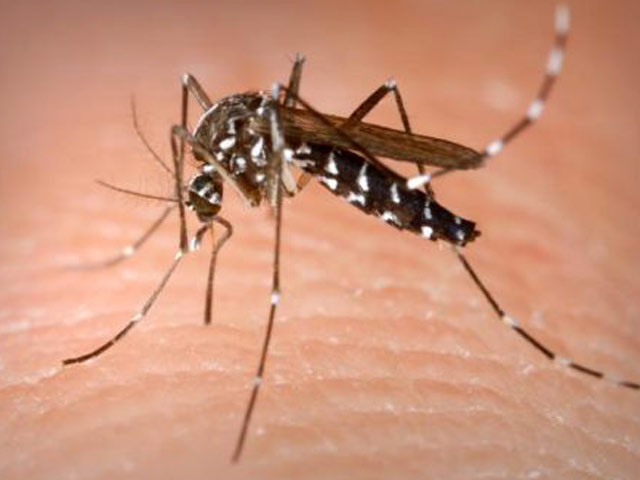 डेंगू से लड़ने के लिए चीन से मच्छरों का आयात करेगी केजरीवाल सरकार