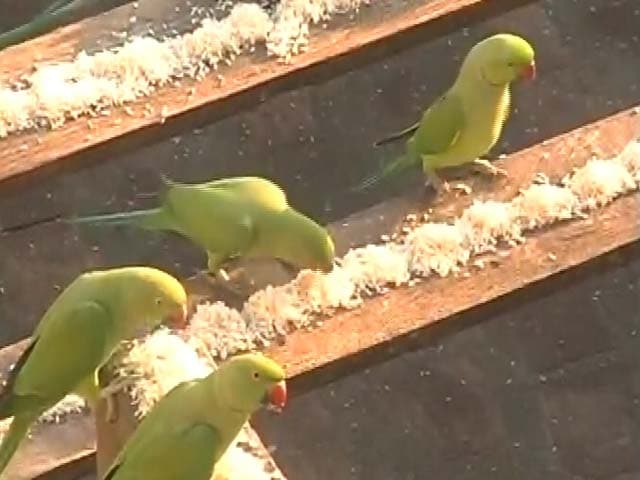 Video : For The Love of Birds: This Chennai Man Feeds 2,000 Parrots Every Day
