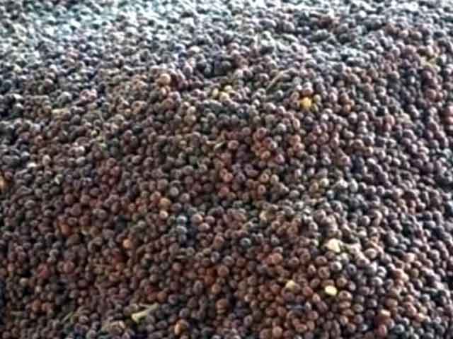 Amid Soaring Tur Dal Prices, a Glimmer Hope for Better Times