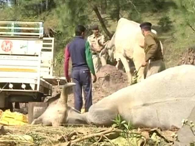 Video : Man Arrested For Lynching of Alleged Cattle Smuggler in Himachal Pradesh