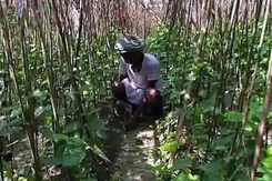 ग्राउंड रिपोर्ट : मधुबनी में खत्म होते पान के बगीचे ग्राउंड रिपोर्ट : मधुबनी में खत्म होते पान के बगीचे