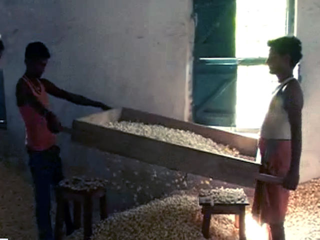 मेरा गांव मेरा देश : मुधबनी में मखाना किसानों की बदहाली