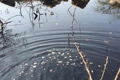 Toxic Pond Threatening Water Supply Near Delhi Toxic Pond Threatening Water Supply Near Delhi