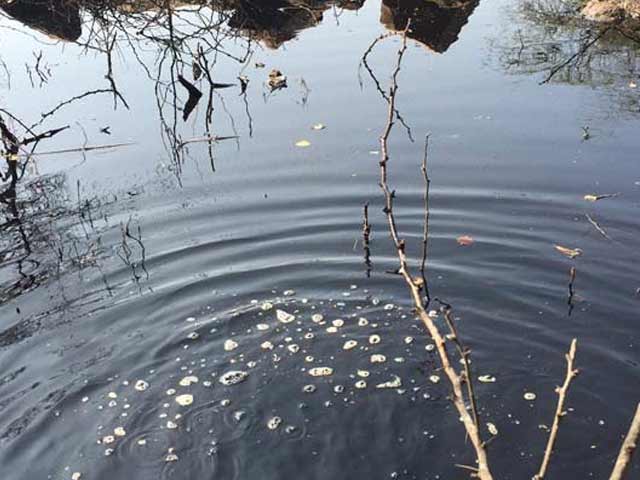 Toxic Pond Threatening Water Supply Near Delhi