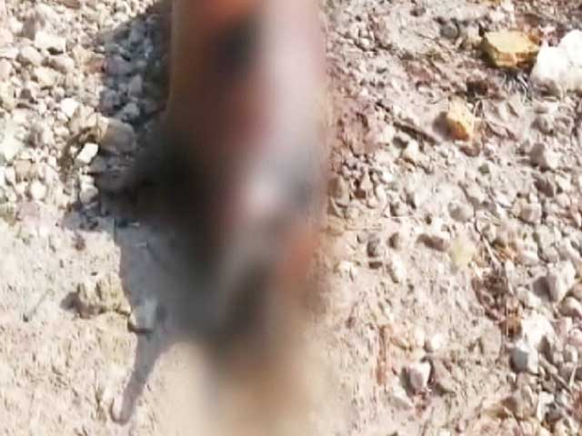 Another Dead Dolphin Washes Ashore in Mumbai