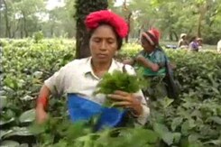 At West Bengal Tea Garden, Workers Claim Death By Distress At West Bengal Tea Garden, Workers Claim Death By Distress