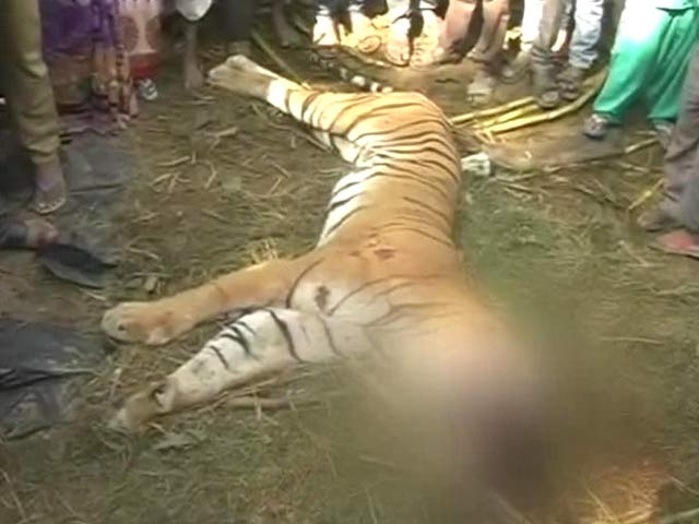 Tiger Beaten to Death by Villagers in Uttar Pradesh's Bijnaur